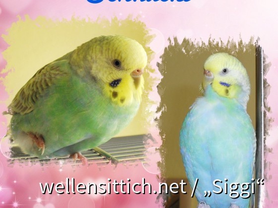 Schnucki, die Artistin
