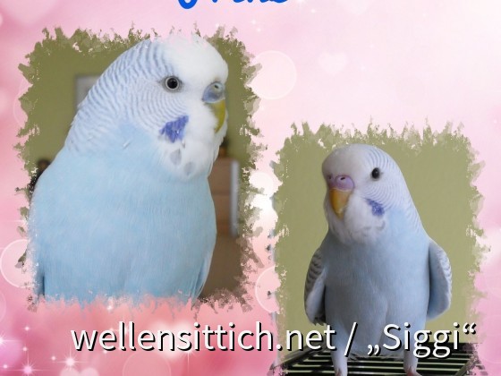 Der kleine Prinz
