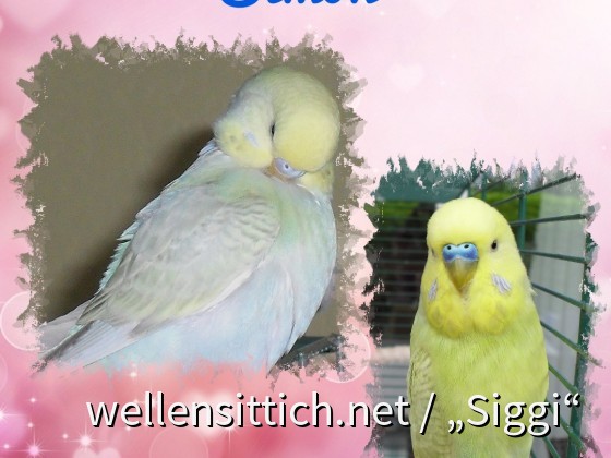 Simon, das kleine Fress-Säckchen