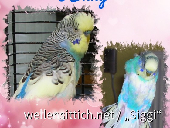 Konny, die kleine Bangebuchse
