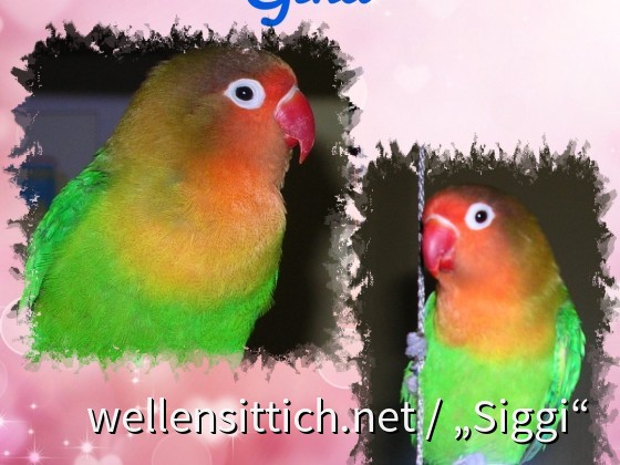 Gina - die Ausbrecher-Königin